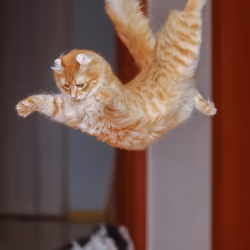Flying cat 