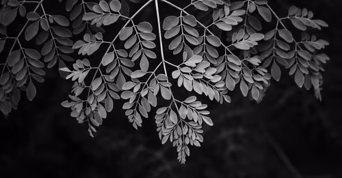 Item #76751988044086871520627799845264137821587095024177340182149086458108566306817 Media