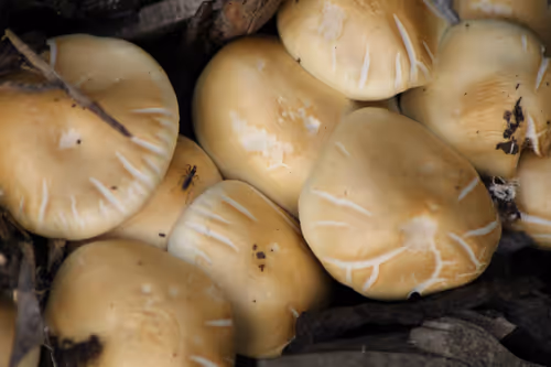 Item #51124555051901614330264480006545612592022390906904121289505624525025329545217 Media