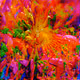 Psychedelic Dreaming