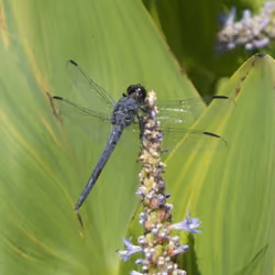 Fly Dragon FLy - Act 8
