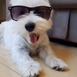 YACK EL CHULILLO