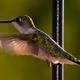 Hummingbird #016
