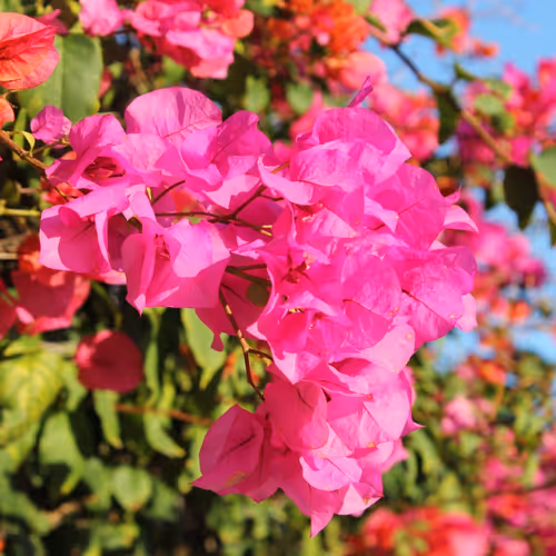 Nature Flowers 3