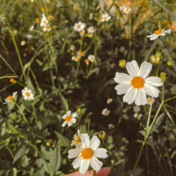 My Daisy 