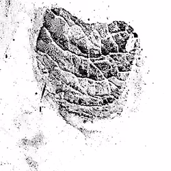 Vasculophase