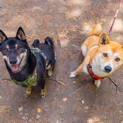 #12 - Bandit & Bella