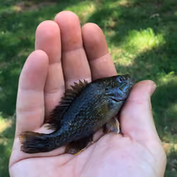 Tiny