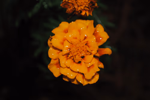 Item #40090172695085413256965535555586358742660933280315103792741764908655044460545 Media