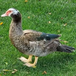 Kona Duck