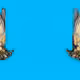 13460464421436088778731323307573404428688464014361117111881533535286525427713