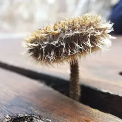 El Hairy Harry