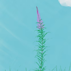 Lonely Fireweed