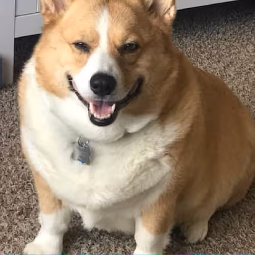 Chymbay001 Collection