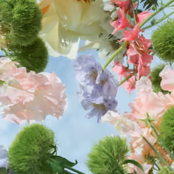 Looking Through the Bloom 