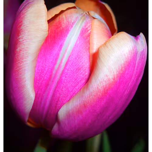 Mytulips