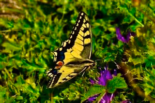 Item #90242850713282573943473333333408540290237184150123135597774242544082596397057 Media