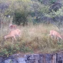 Whitetails of Spring