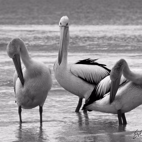 Coastlifephotography