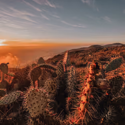 Cactus Serenity #67
