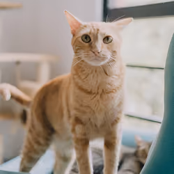 CAT 2