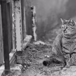 Nostalgic Cats #19 