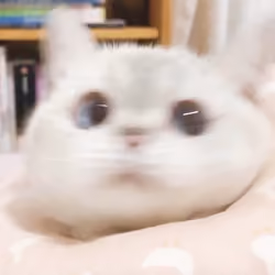 cococat