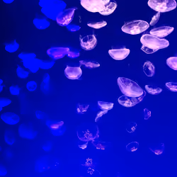 jellyfish-B