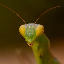 mantis portrait