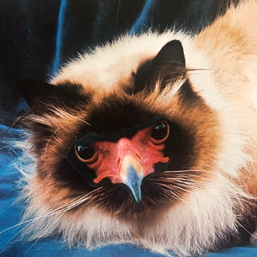 Item #46308592936825769109644823769625478364768345526245600070066391382773613985802 Media