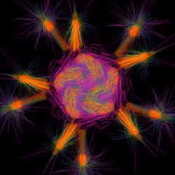 Nova Bloom 4