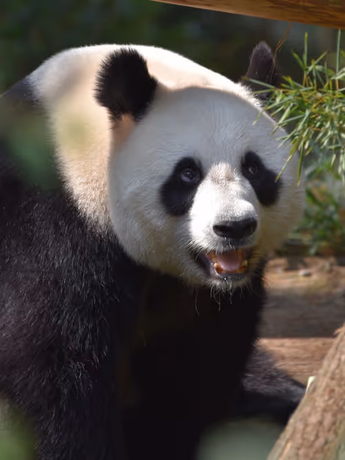 Item #114897420147735578996875144627115122561638223557948297077066948200328180269057 Media