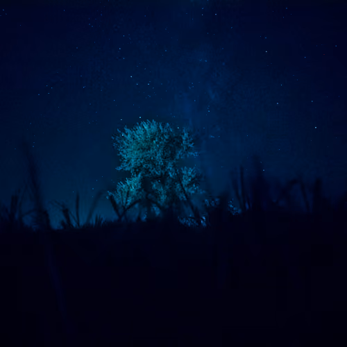 Cosmic Tree