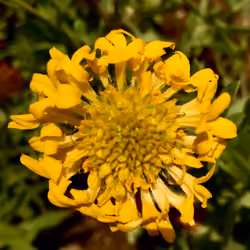 Common Blanketflower (yellow)
