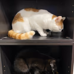 57432309319676179700798702069366385585354272226932054472084541823187637239809