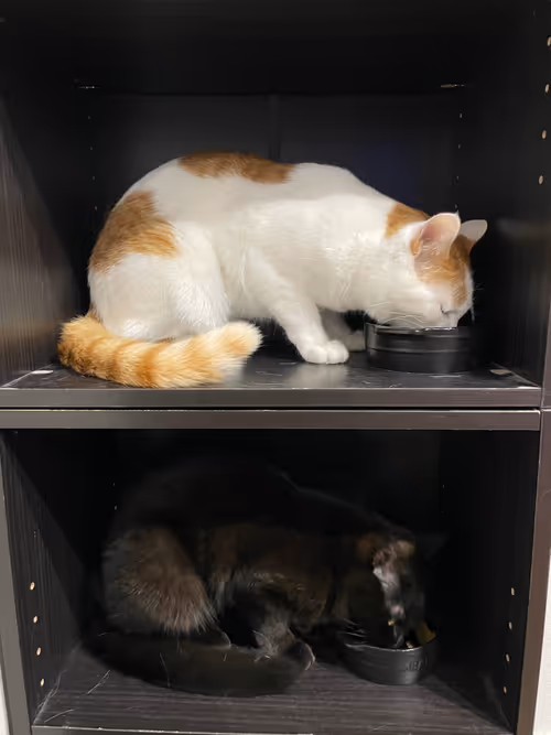 Item #57432309319676179700798702069366385585354272226932054472084541823187637239809 Media