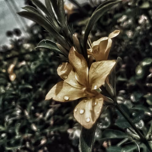 Flora Glory