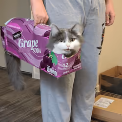 grape cat