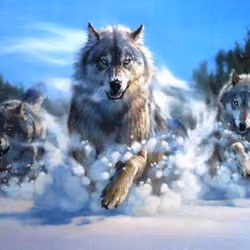 volf