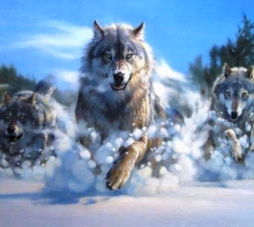 volf