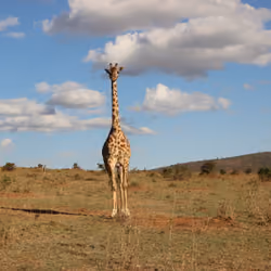 MFSM - Kenya, Africa #30