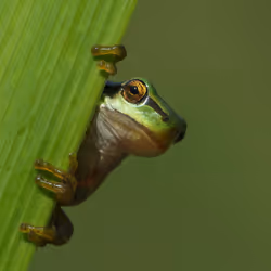 Pepe 2/12 (Hello)  (Artist: Savas Sener)