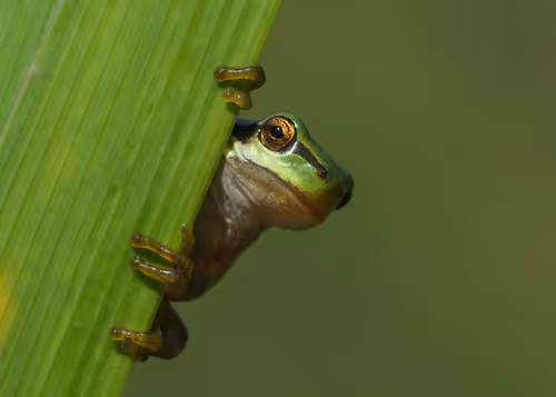 Item #46489417000291226803390193278171395337984998557476228483069898677809557012481 Media