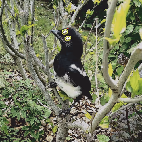 Untitled Collection #87853141