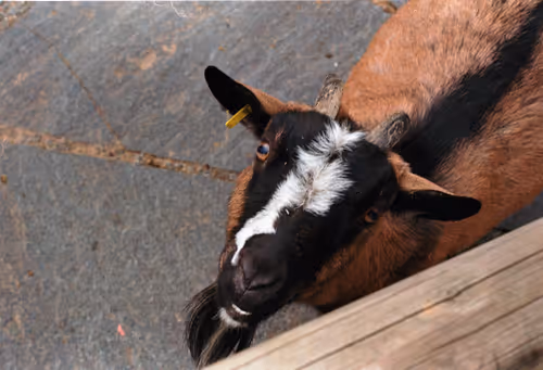 Item #57637116358880253355532068744553761348927083548438341170009746226369334870017 Media