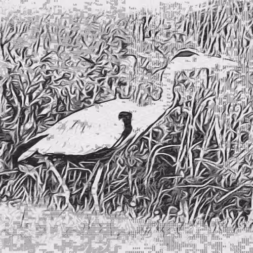 Heron