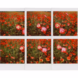Mosaico #5 - Poppies