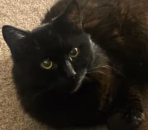 Item #96339585327060158001115702235774540540198230877876974266629907484802684026881 Media