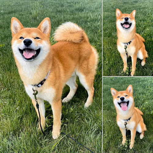 Item #61371316863475605832601638244454904180611527024008701865577094168950576513025 Media