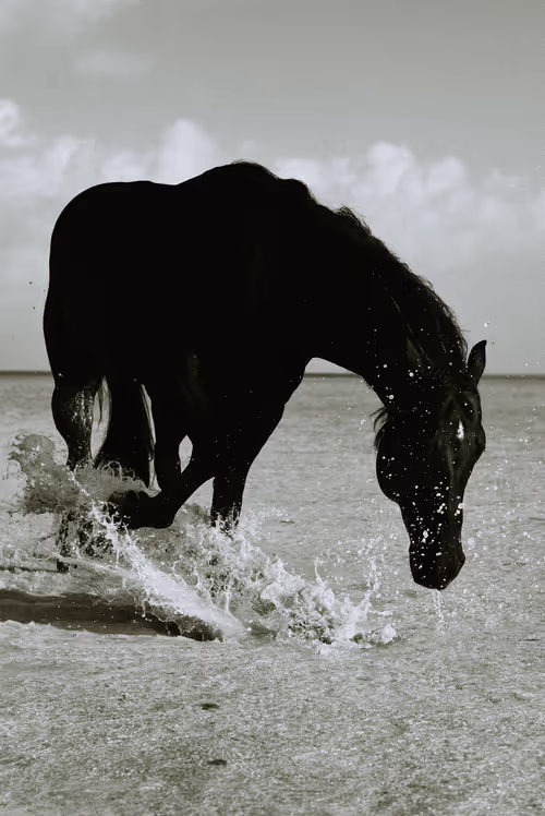 Item #10311560237288479791245027674378898479116131956774636101046368695388718759937 Media